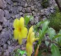 Allamanda yellow