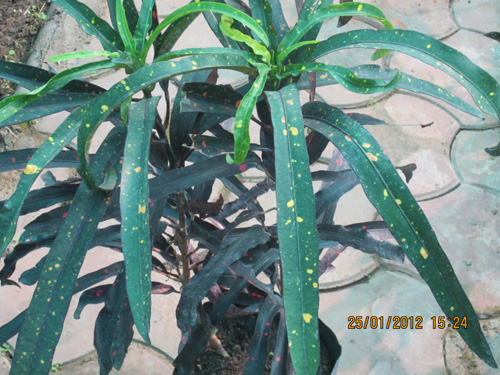 Croton Black