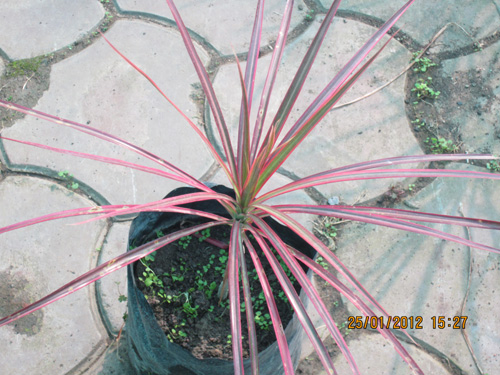 Dracena Chloroma