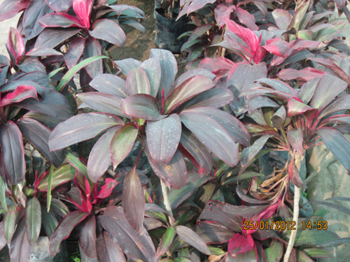 Dracena Dr. Kedar
