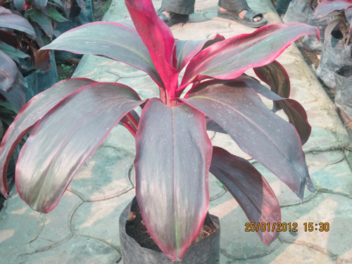 Dracena Dr. Kedar
