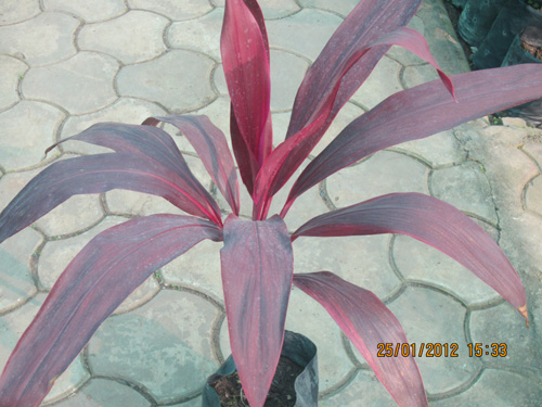 Dracena Mahatma