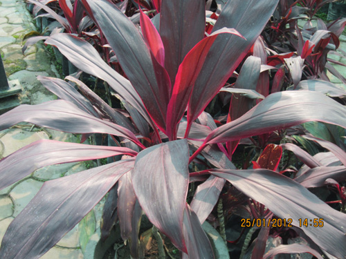 Dracena Tricolour