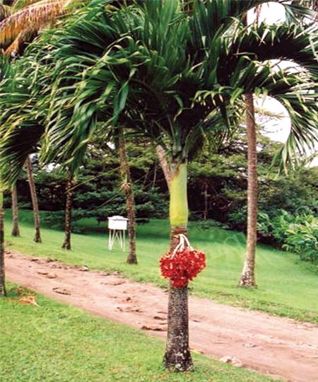 Green veitchia palm