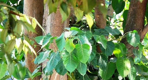 Peepal.jpg