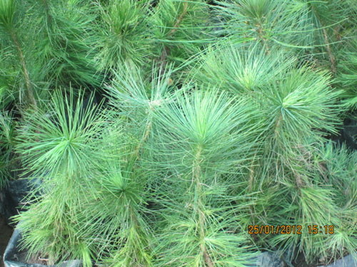 Pine Dwarf