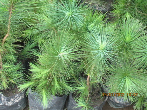Pine Dwarf