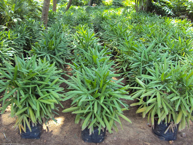 RAPHIS PALM