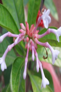 Rauwolfia+serpentina+sapagandha
