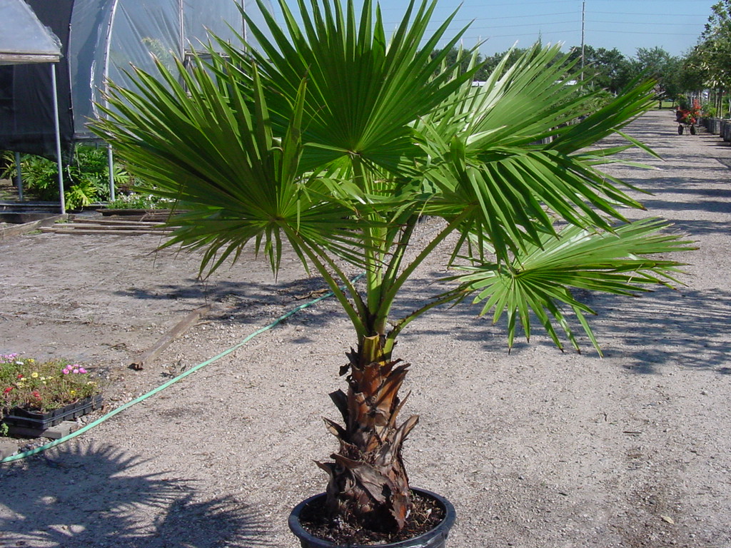 Washingtonia Palm