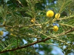 Medicinal Plants 
