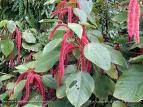 acalypha hispida
