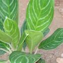 Indoor Plants 