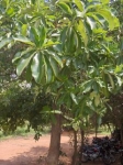 Avenue trees 