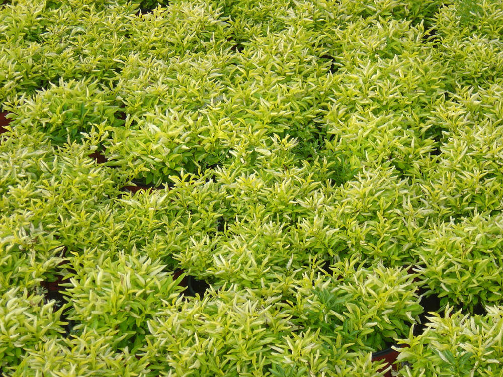 alternanthera true yellow