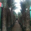 date palm