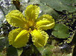 floheart