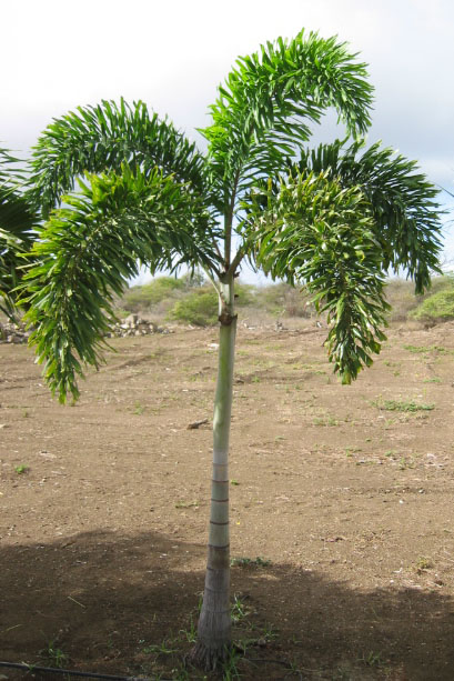 foxtail palm