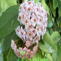 hoya carnosa