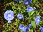 jacquemontia