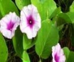morning glory