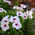pandorea jasminoides
