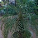 phoenix palm