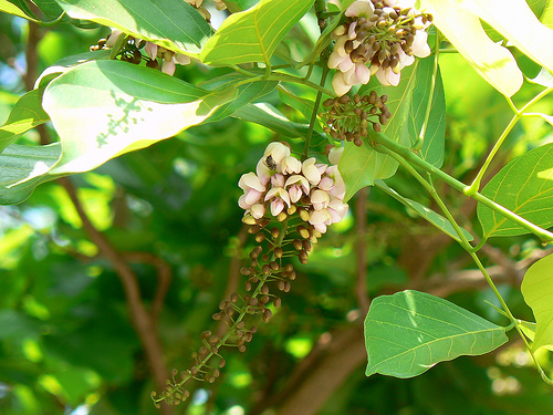 pongamia-glabra karanja