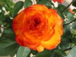 rose charisma