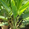 traveller's palm