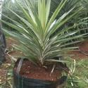 yucca varigated